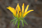 Missouri orange coneflower